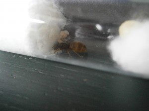 [Blog] Mes premières reines Lasius sp et l'évolution des "futures" colonies, P8280260.JPG