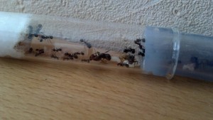 [Blog] Messor barbarus de Matty, 2012-08-27_08-53-15_324.jpg