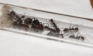 [Blog] Camponotus singularis (funkyben), DSC08185.JPG