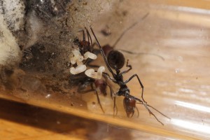 [Blog] Camponotus singularis (funkyben), DSC08188.JPG
