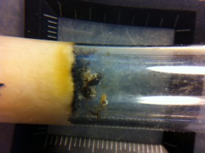 [Blog] Les Aphaenogaster subterranea de M.Ants, IMG_0043.JPG