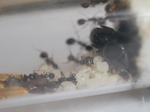 [Blog] Messor barbarus (FunkyAnts), CSC_5382.JPG