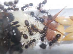 [Blog] Messor barbarus (FunkyAnts), CSC_5383.JPG