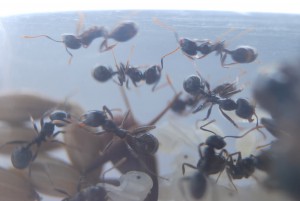 [Blog] Messor barbarus (FunkyAnts), DSC_5361.JPG