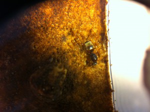 [Blog] Les Lasius de M.Ants, IMG_0073[1].JPG