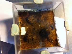 [Blog] Les Lasius de M.Ants, IMG_0075[1].JPG