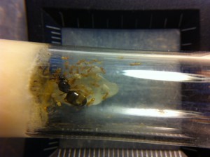 [Blog] Les Lasius de M.Ants, IMG_0035.JPG