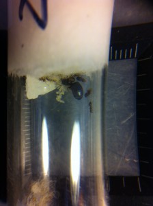 [Blog] Les Lasius de M.Ants, IMG_0051.JPG