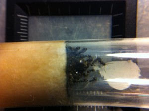 [Blog] Les Lasius de M.Ants, IMG_0034.JPG