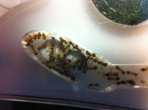 [Blog] Les Temnothorax unifasciatus de M.Ants, IMG_0017.JPG