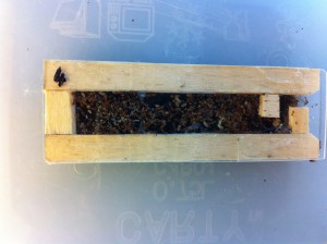 [Blog] Les Temnothorax unifasciatus de M.Ants, IMG_0058.JPG