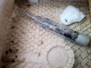 Mise dans l'ADC, [Blog] Les Messor barbarus de Réré