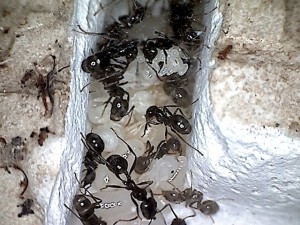 [Blog] Les Messor barbarus de Réré, photo2.jpg