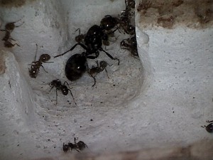 [Blog] Les Messor barbarus de Réré, photo3.jpg