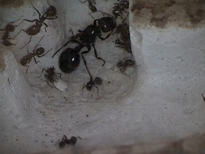 [Blog] Les Messor barbarus de Réré, photo4.jpg