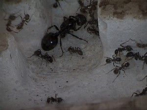 [Blog] Les Messor barbarus de Réré, photo5.jpg