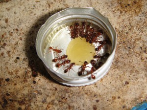 [Blog] Manica rubida de Boubou, 1.jpg