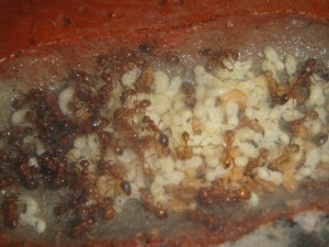 [Blog] Manica rubida de Boubou, 4.jpg