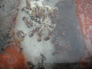 [Blog] Manica rubida de Boubou, 5.jpg