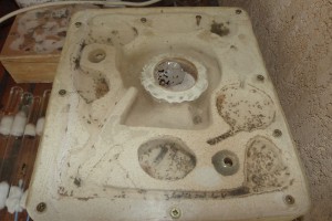 La colonie en Juillet, [BLOG] Grosse colonie Lasius sp noire (matt')