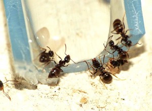 Plusieurs ouvrières sur le pseudo miellat., [BLOG] Grosse colonie Lasius sp noire (matt')