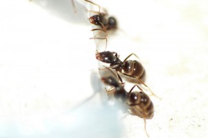 Ouvrières sur du pseudo miellat à base d'eau et de miel. :), [BLOG] Grosse colonie Lasius sp noire (matt')