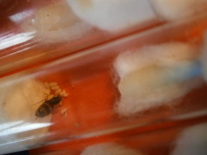[Blog] Mes premières reines Lasius sp et l'évolution des "futures" colonies, P9120272.JPG