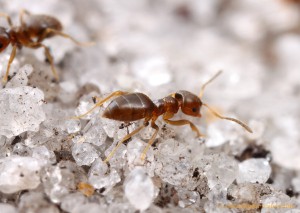 Ouvrières obscurior, [Q/R] Les Brachymyrmex de Kevin