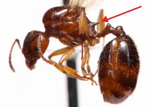 [Aphaenogaster] Gyne des Hautes Pyrénées de petite taille, id3.jpg