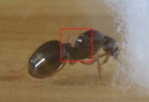 [Aphaenogaster] Gyne des Hautes Pyrénées de petite taille, id1.jpg
