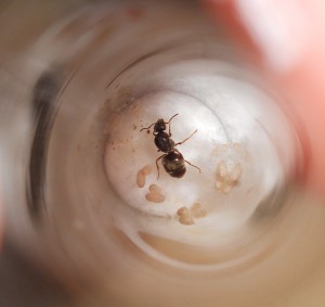 [Blog] Lasius Sp (Melle), G.jpg