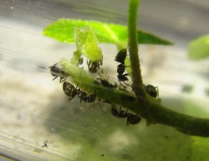 Elevage de pucerons made in Seednoir, Puceron2.jpg