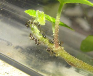 Elevage de pucerons made in Seednoir, Puceron3.jpg