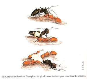 Camponotus saundersi : la Fourmi Kamikaze, CamponotusSaun.jpg