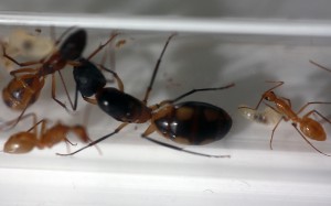 [Blog] Camponotus maculatus (Libertango), macu 1.jpg