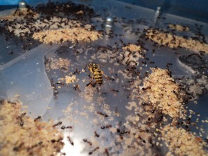 Voici la guêpe !!, [Blog]  Grosse colonie Crematogaster scutellaris