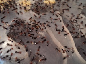 Et la surprise quand j'ai regarder ma colonie il y un quart d'heure !!!!!!, [Blog]  Grosse colonie Crematogaster scutellaris