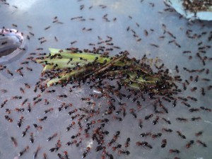 Voila la mante religieuse, [Blog]  Grosse colonie Crematogaster scutellaris