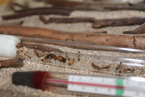 Fondation camponotus maculatus, [Blog] Camponotus thoracicus
