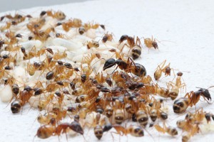 Camponotus maculatus, [Blog] Camponotus thoracicus
