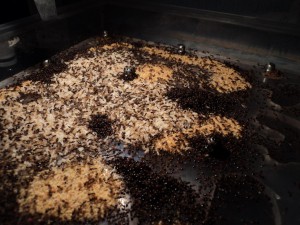 [Blog]  Grosse colonie Crematogaster scutellaris, tas de fourfoir.jpg