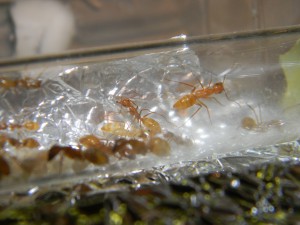 **fin**[Blog] Camponotus sp. D'Amérique du Sud, DSCN2601__1350305542_91.86.26.49.jpg