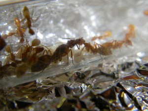 **fin**[Blog] Camponotus sp. D'Amérique du Sud, DSCN2605__1350305746_91.86.26.49.jpg