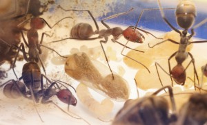 [Blog] Camponotus singularis (funkyben), DSC08553.JPG