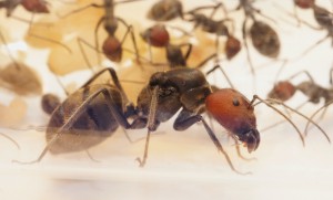 [Blog] Camponotus singularis (funkyben), DSC08554.JPG