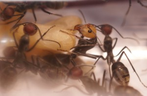 [Blog] Camponotus singularis (funkyben), DSC08561.JPG