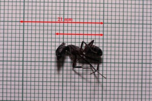 [Q/R] Fiche de Camponotus cruentatus, Camponotus cruentatus.jpg