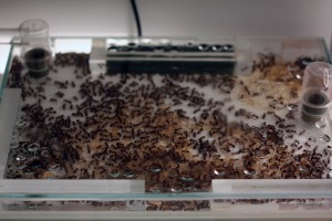 **Fin** [Blog] Camponotus consobrinus, IMG_1971.JPG