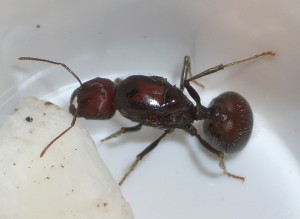 [Blog] Messor cephalotes, mece0001-3.jpg