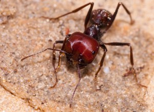 [Blog] Messor cephalotes, Messor cephalotes 2.jpg